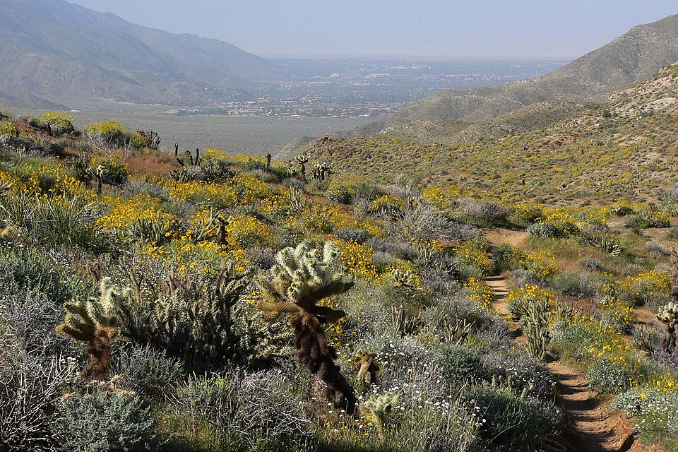 Palm Springs