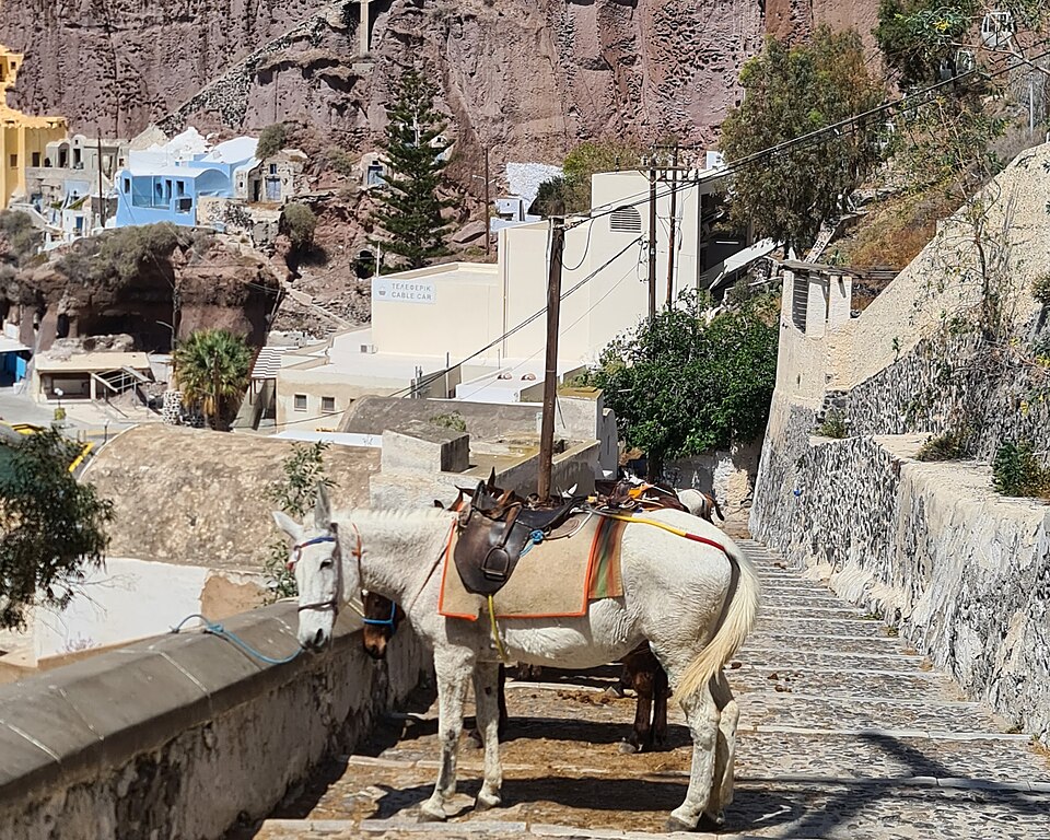Mule in Santorini