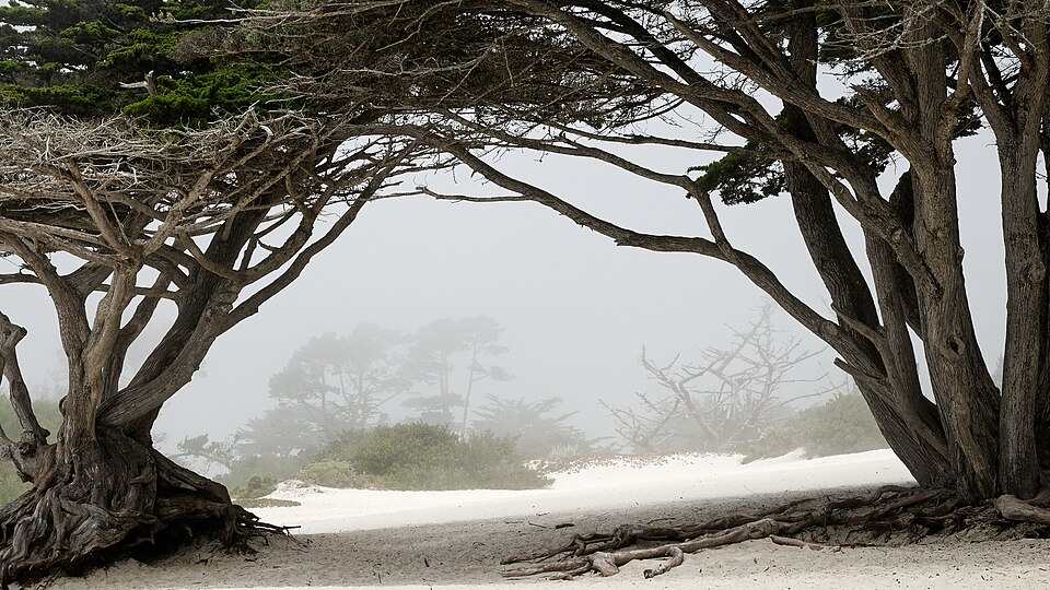 Monterey